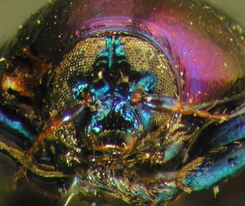 Media type: image; Entomology 9277   Aspect: head frontal view